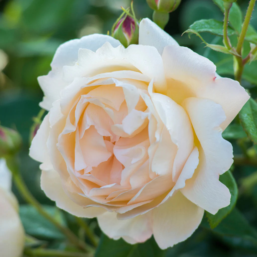 Wollerton Old Hall rose bush by David Austin, 3 or 5 gallon size, with lush green foliage and blooming pink roses.