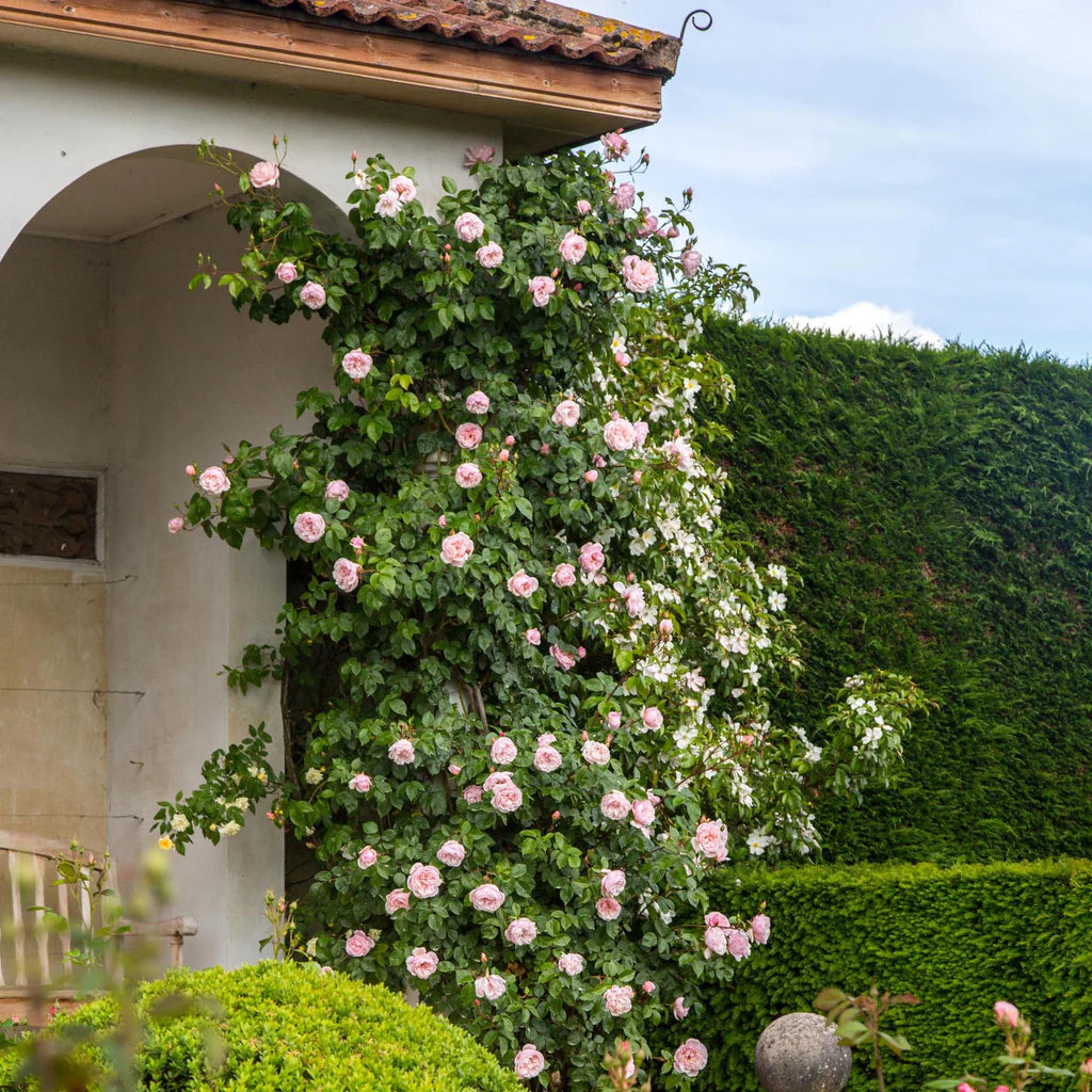 Generous Gardener® rose bush by David Austin®, 3 or 5-gallon size, with lush green leaves and blooming pink roses.