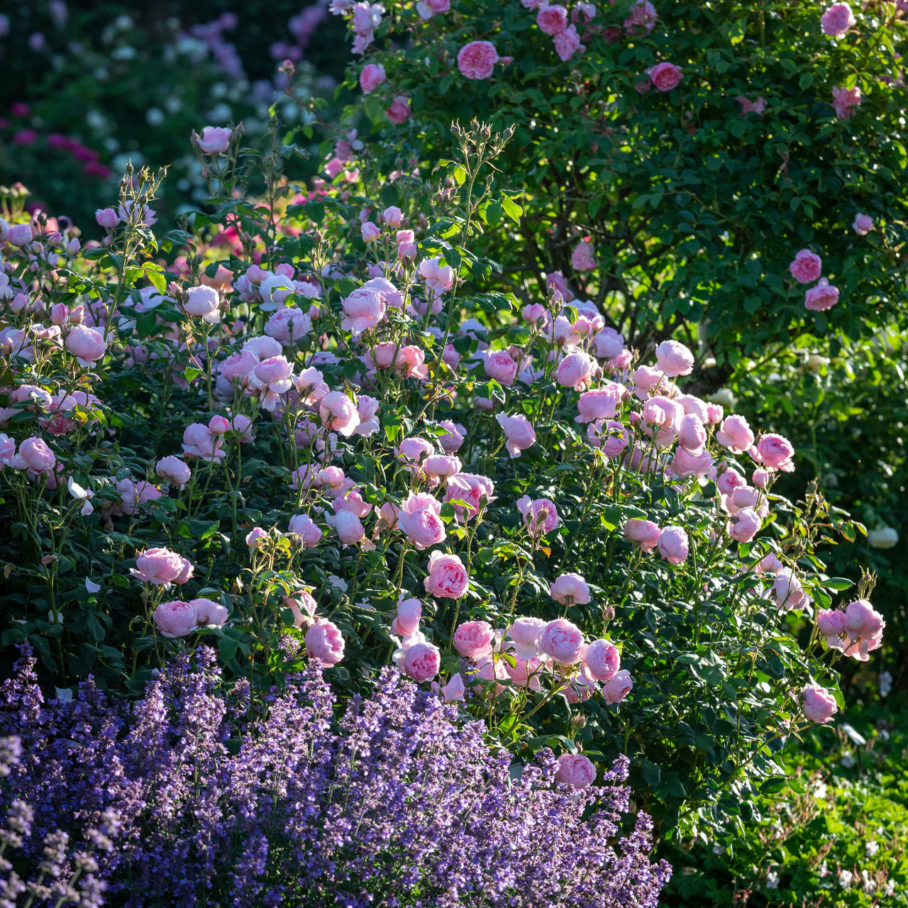 Scepter'd Isle® Rose Bush By David Austin® - 3 Gallon For Sale At My Rose Shop
