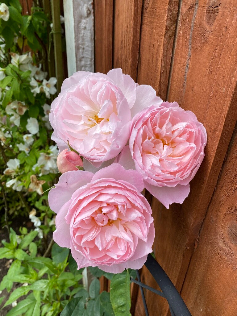 Gentle Hermione® Rose Bush by David Austin® in 3 or 5 gallon size, showcasing lush pink roses and green foliage.