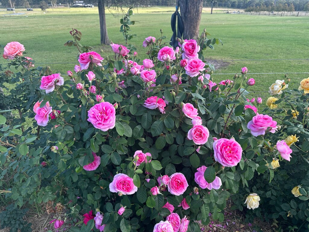 Gertrude Jekyll rose bush by David Austin in 3 or 5 gallon size, vibrant pink blooms, lush green foliage, garden-ready shrub.