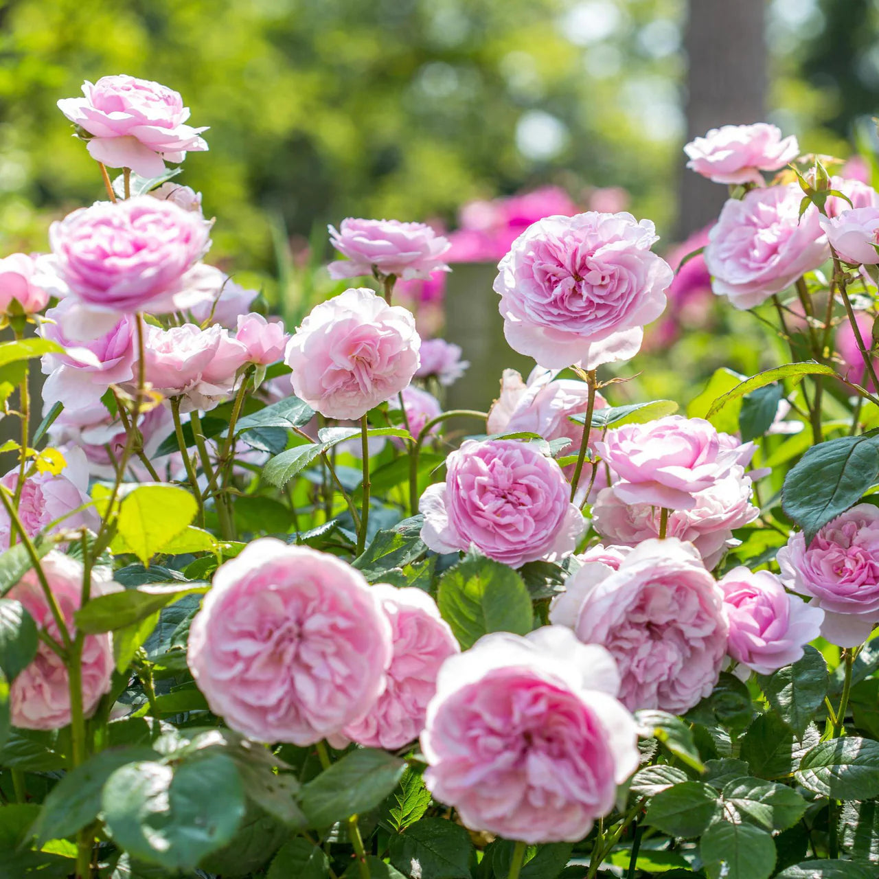 Olivia Rose Austin® Rose Bush By David Austin® - 3 Gallon For Sale At My Rose Shop