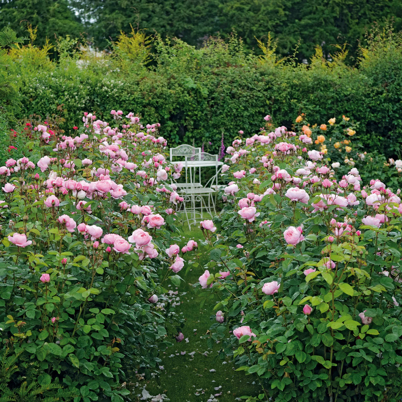 The Alnwick Rose® Rose Bush By David Austin® - 3 Gallon For Sale At My Rose Shop