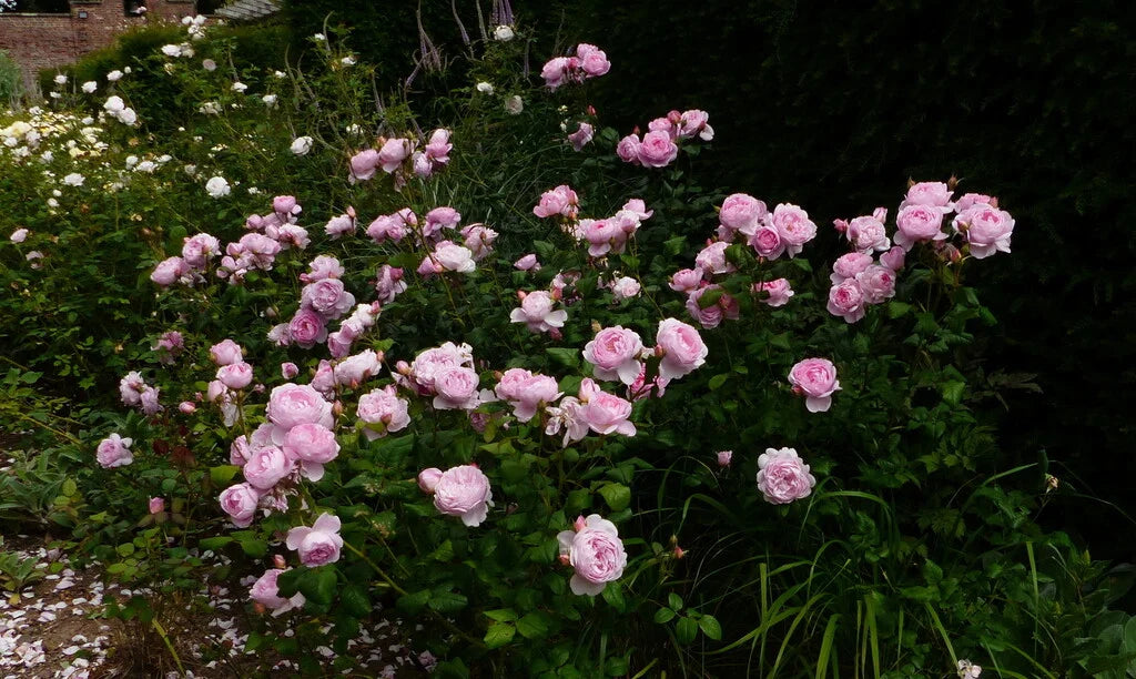 Scepter'd Isle® Rose Bush By David Austin® - 3 Gallon For Sale At My Rose Shop
