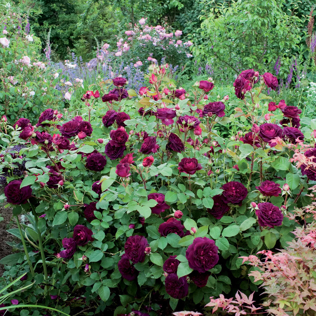 Munstead Wood® rose bush by David Austin, 3 or 5 gallons, with lush green foliage and vibrant blooms in a garden setting.