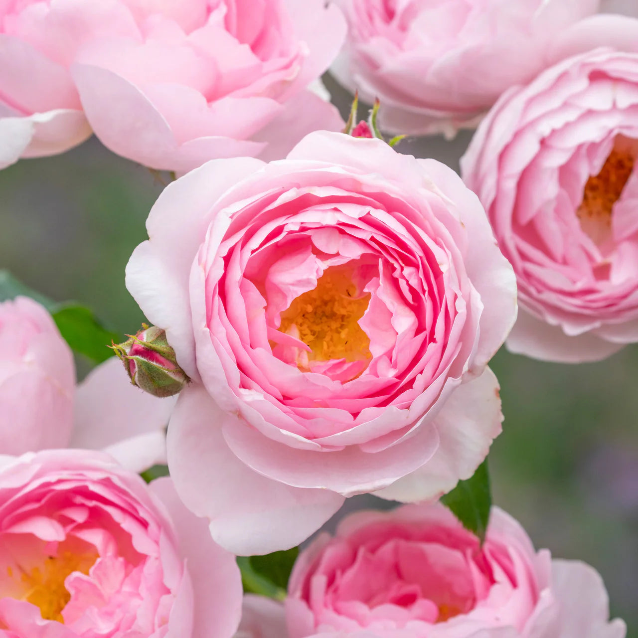 Scepter'd Isle® Rose Bush By David Austin® - 3 Gallon For Sale At My Rose Shop
