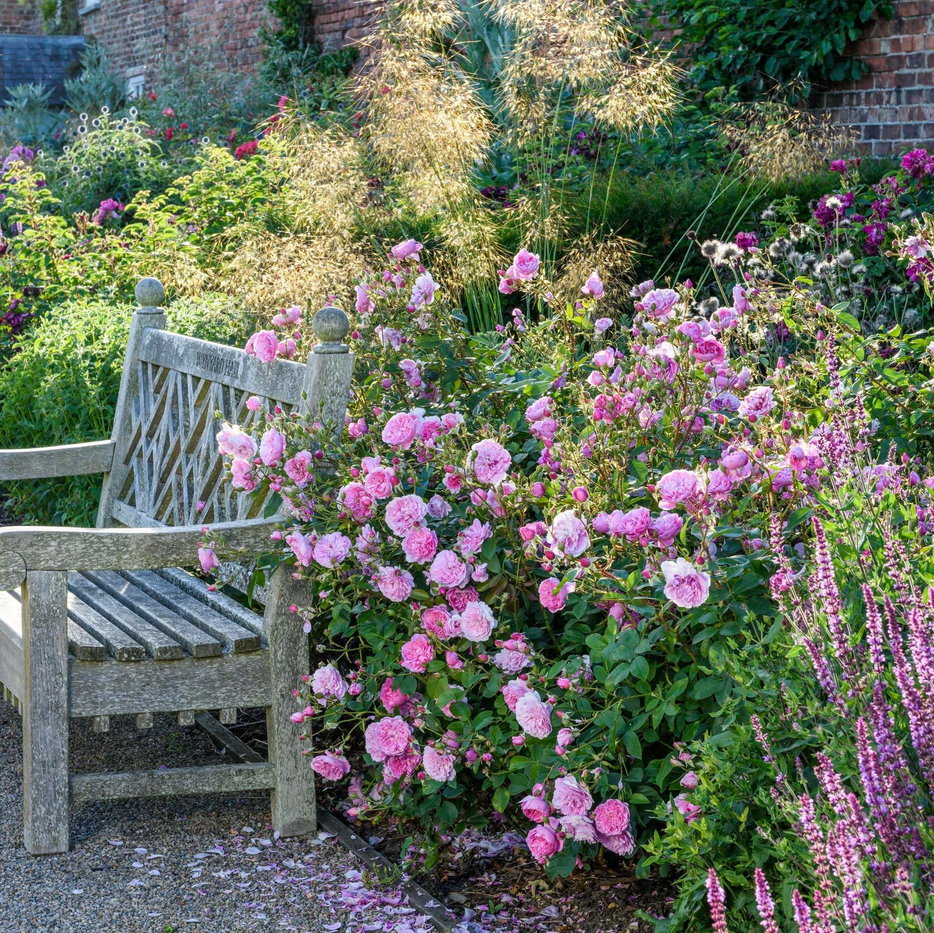 Harlow Carr® rose bush by David Austin in 3 or 5 gallon size, with lush green foliage and blooming pink roses.