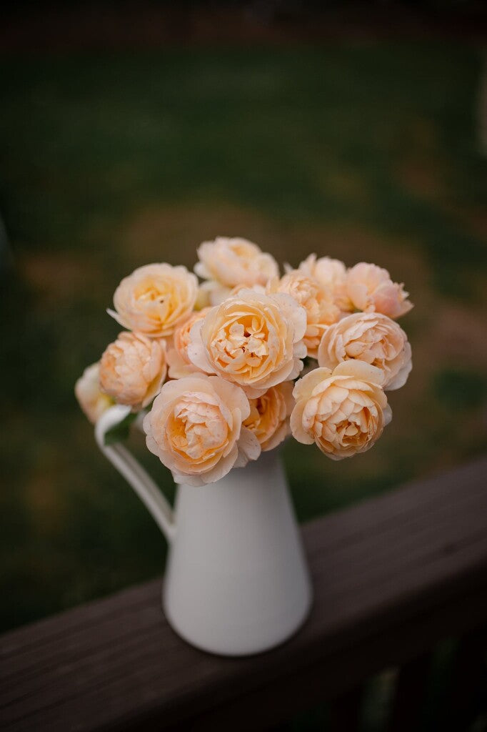 Roald Dahl® rose bush by David Austin® in 3 or 5 gallon size, showcasing lush pink blooms and healthy green foliage.