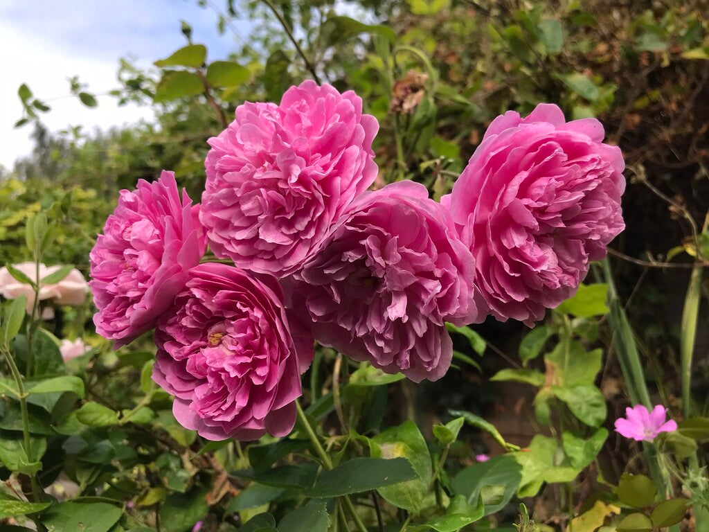 David Austin Harlow Carr rose bush in 3 or 5-gallon size, showing vibrant pink blooms and lush green foliage.