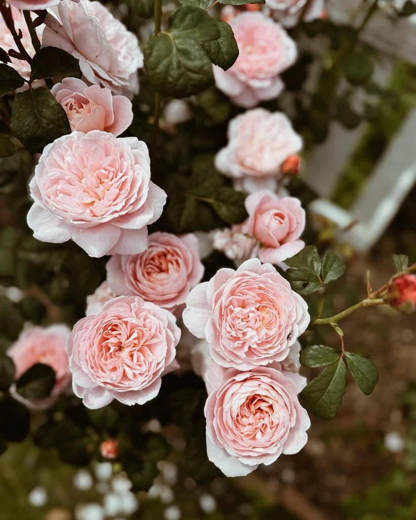 Queen of Sweden® Rose Bush By David Austin® 3 Gallon For Sale By My Rose Shop