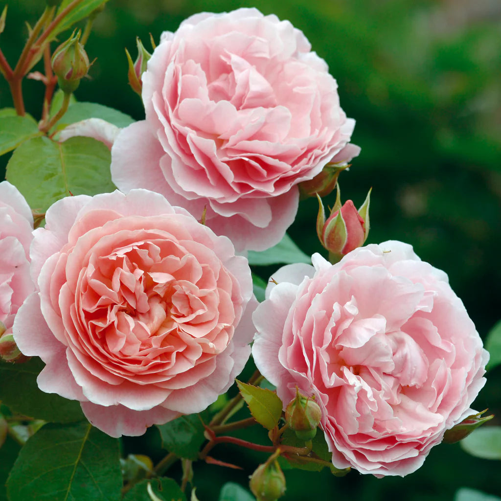 Strawberry Hill® Rose Bush by David Austin®, 3 or 5 gallon, blooming pink roses with lush green foliage in a garden setting.