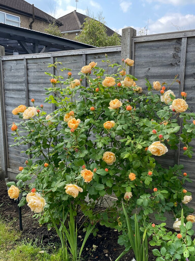 Rose bush by David Austin® with lush pink blooms, 3 or 5 gallon size, from My Rose Shop, ideal for garden landscaping or decorative planting.