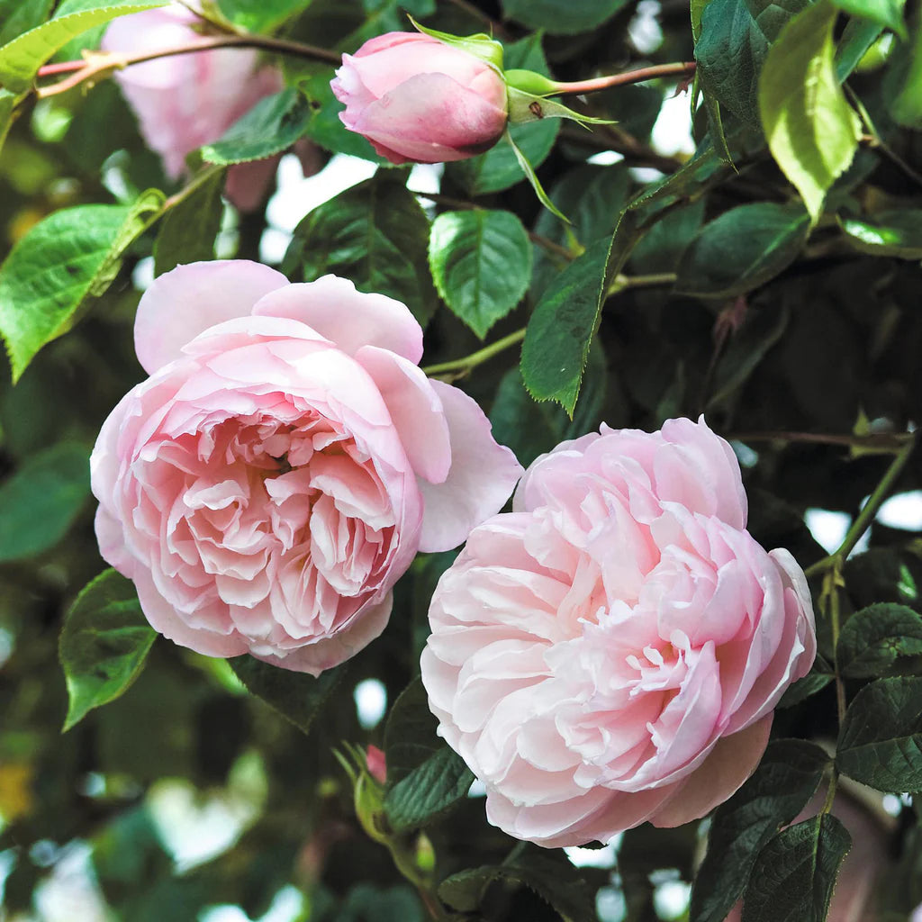 Generous Gardener® Rose Bush by David Austin® in 3 or 5 gallon size, featuring lush pink blooms and green foliage.