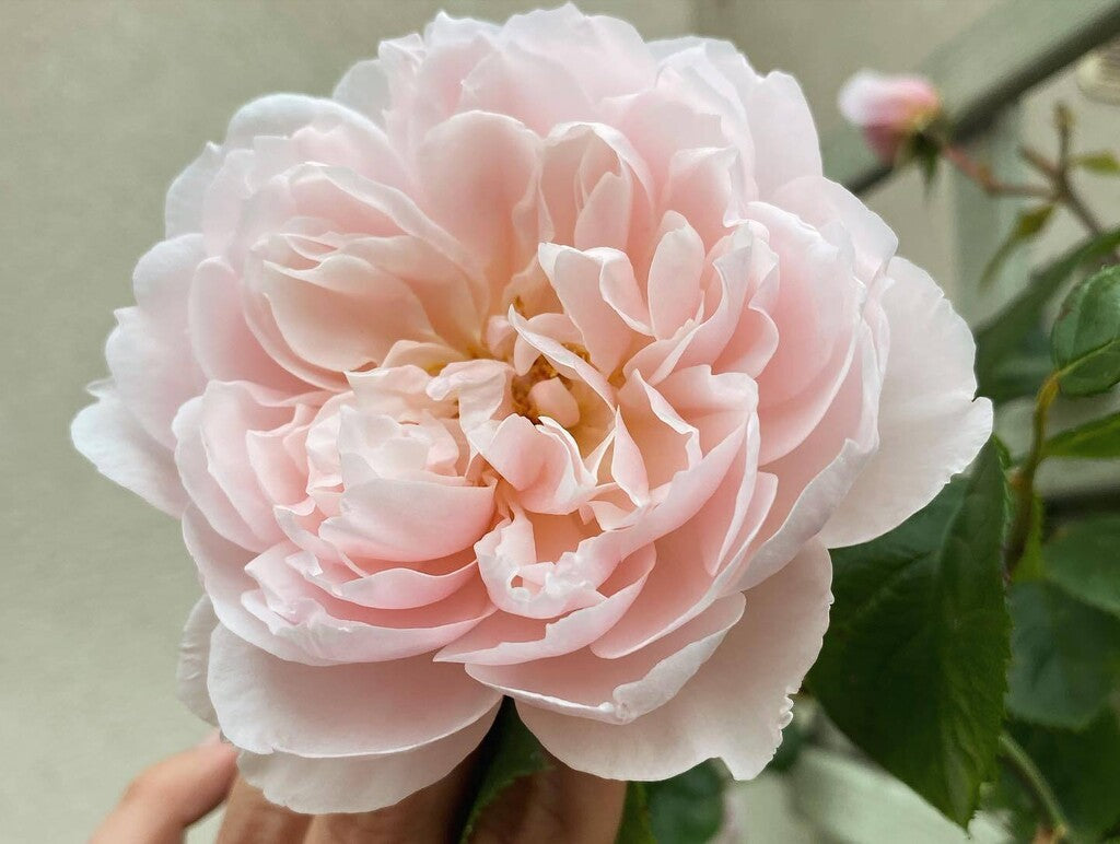 Generous Gardener® rose bush by David Austin® in 3 or 5 gallon size, with lush green foliage and blooming pink roses.
