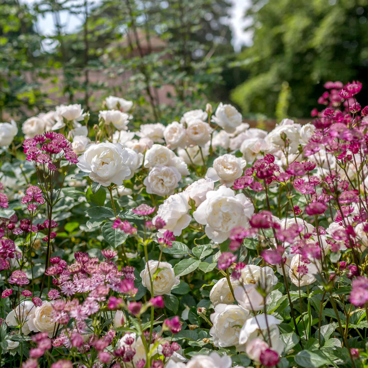 Desdemona Rose Bush By David Austin® - 3 Gallon For Sale At My Rose Shop