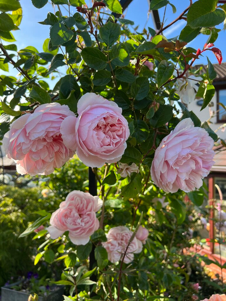 Generous Gardener® rose bush by David Austin®, 3 or 5 gallon size, lush green foliage and blooming pink roses in a garden setting
