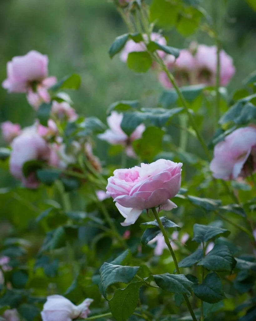 Scepter'd Isle® Rose Bush By David Austin® - 3 Gallon For Sale At My Rose Shop