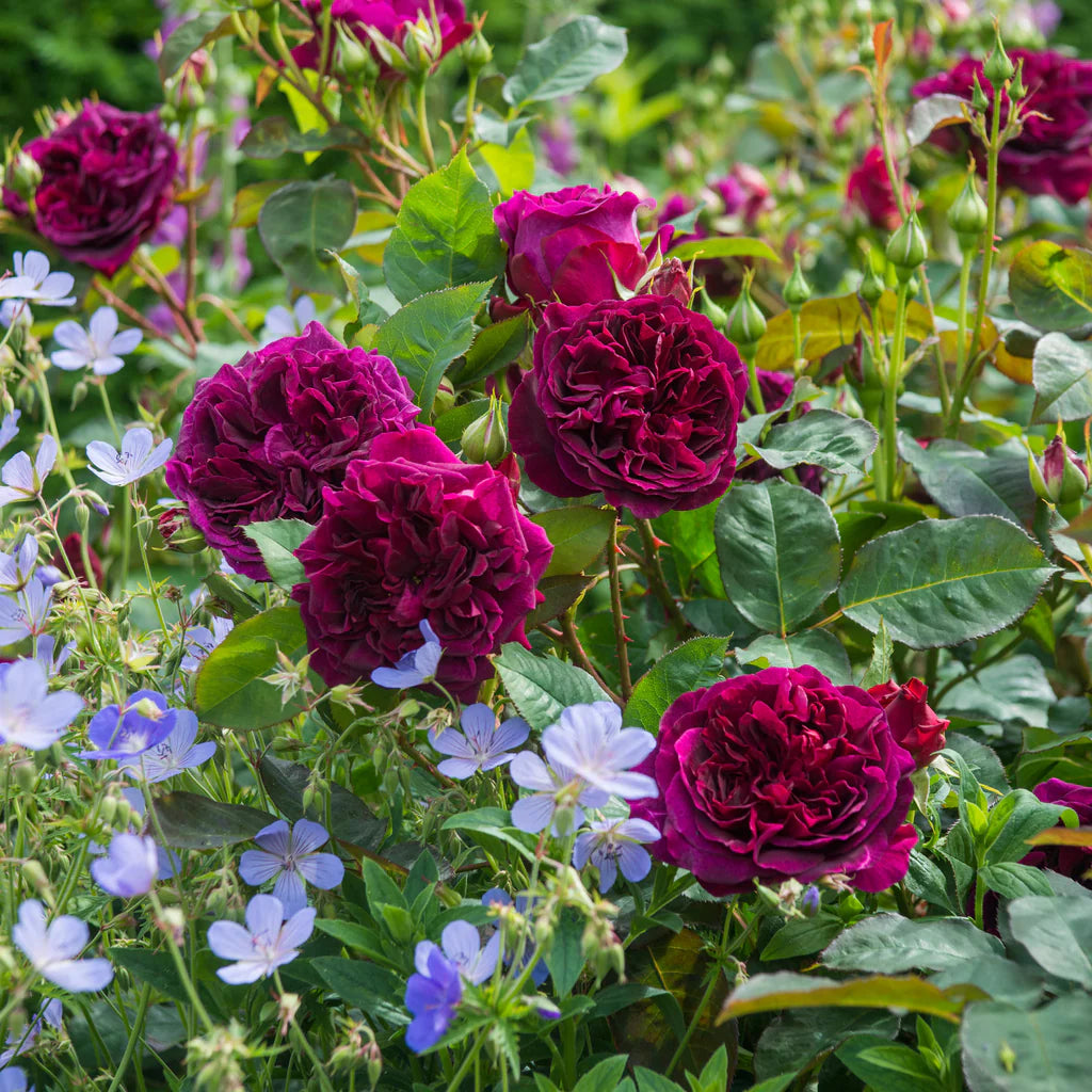Munstead Wood® rose bush by David Austin® in 3 or 5-gallon size, featuring lush, deep red blooms and green foliage.