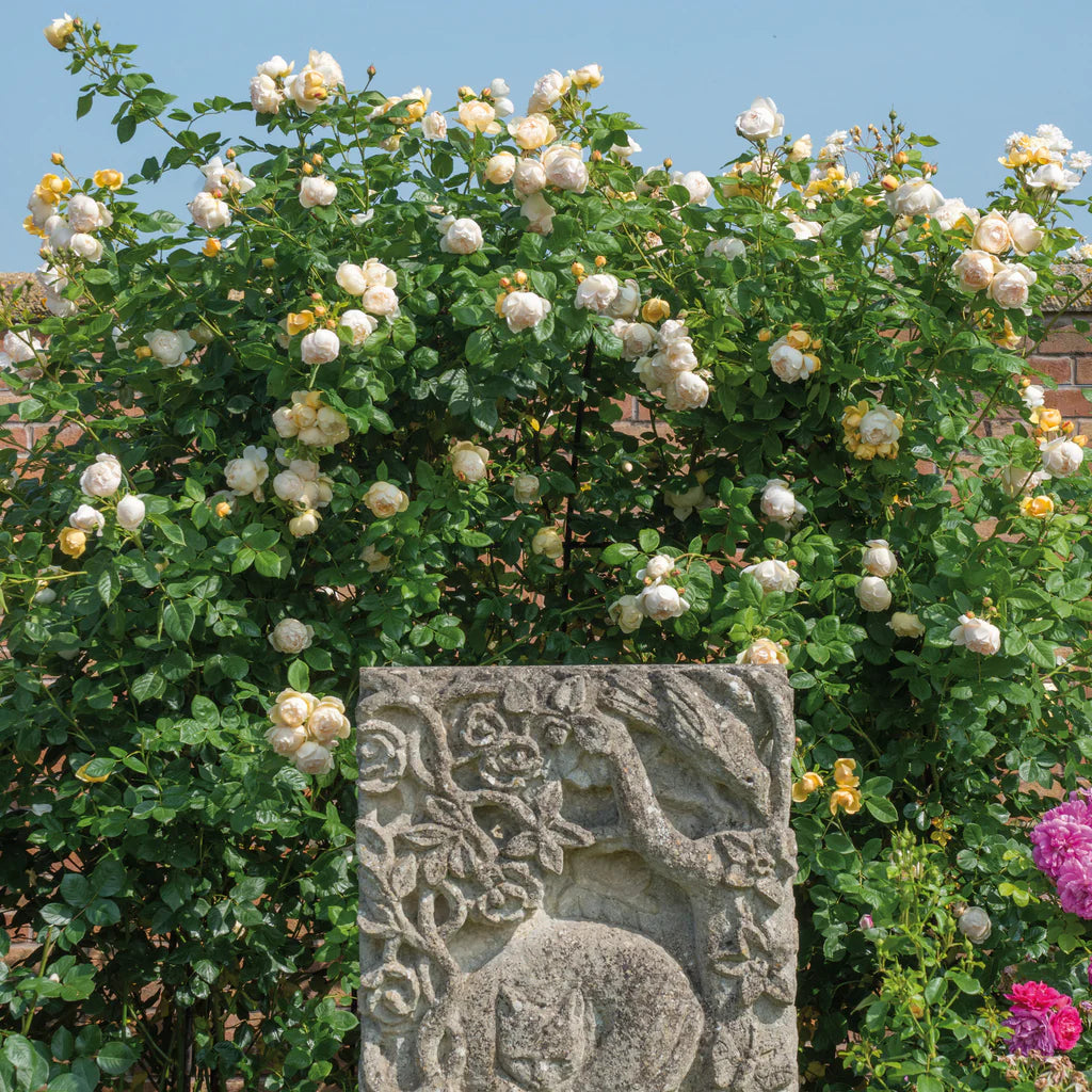 Wollerton Old Hall® rose bush by David Austin® in bloom, large 3 or 5-gallon size, lush pink flowers and green foliage.