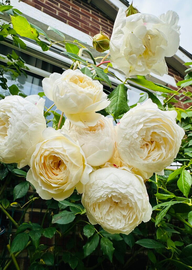 Claire Austin® Rose Bush by David Austin® in a 3 or 5-gallon container, featuring lush pink blooms and healthy green foliage.