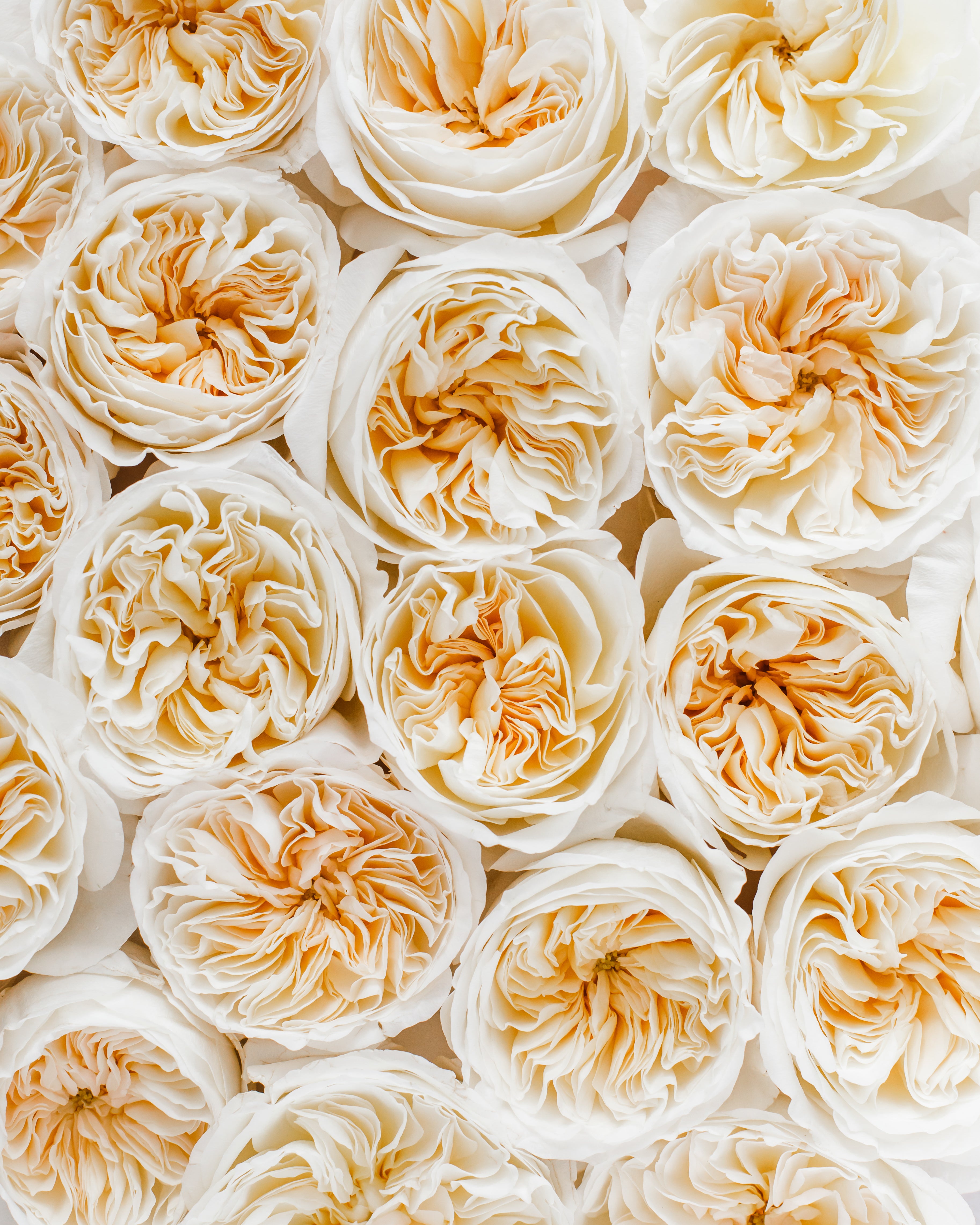 Bessie™ David Austin® Rose Bouquet For Sale At My Rose Shop