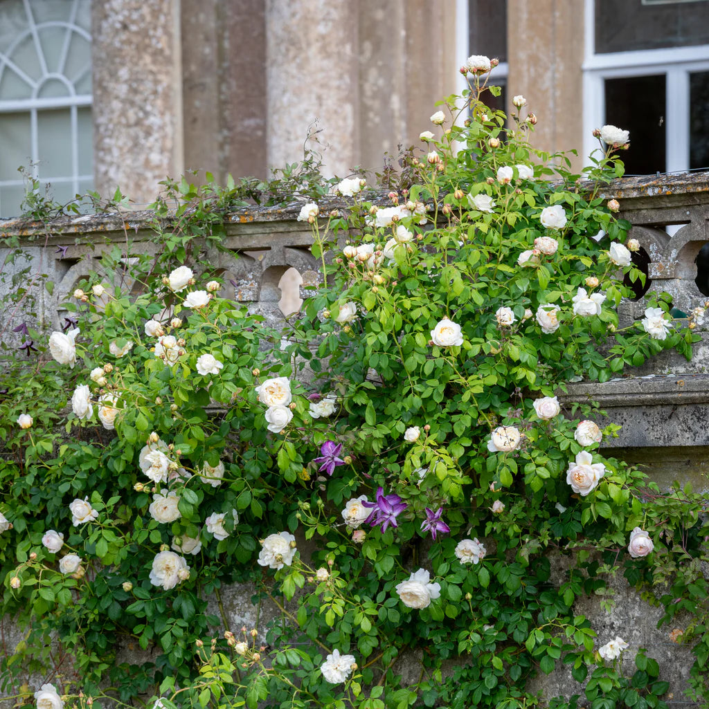 Claire Austin® rose bush by David Austin® in a 3 or 5-gallon container, showcasing lush green foliage and blooming pink roses.
