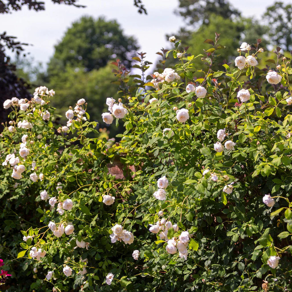 Claire Austin® rose bush by David Austin®, 3 or 5 gallon size, with lush green foliage and fully bloomed pink roses.