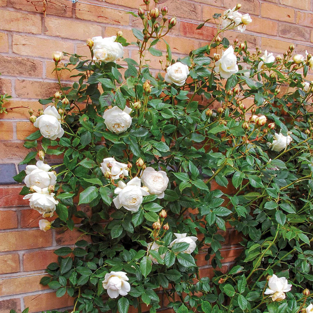Claire Austin® climbing rose bush by David Austin®, shown in full bloom with lush pink flowers in a garden setting.