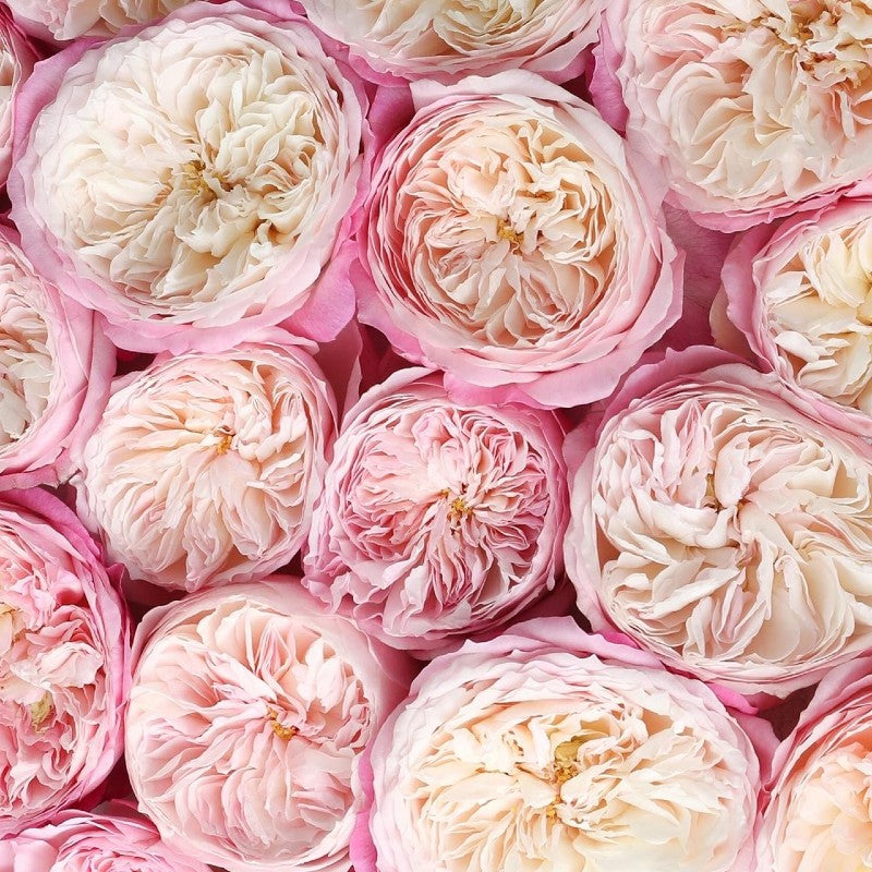 Constance™ David Austin® Rose Bouquet For Sale At My Rose Shop