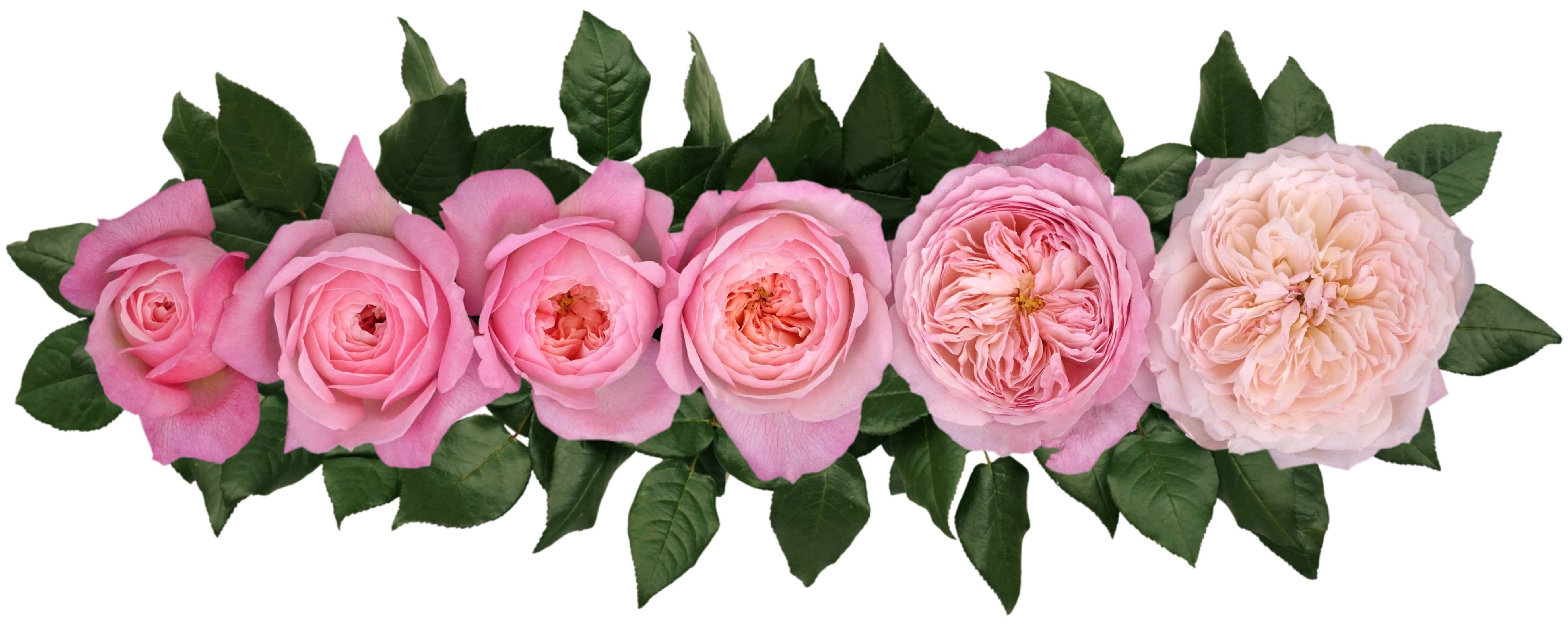 Constance™ David Austin® Rose Bouquet For Sale At My Rose Shop