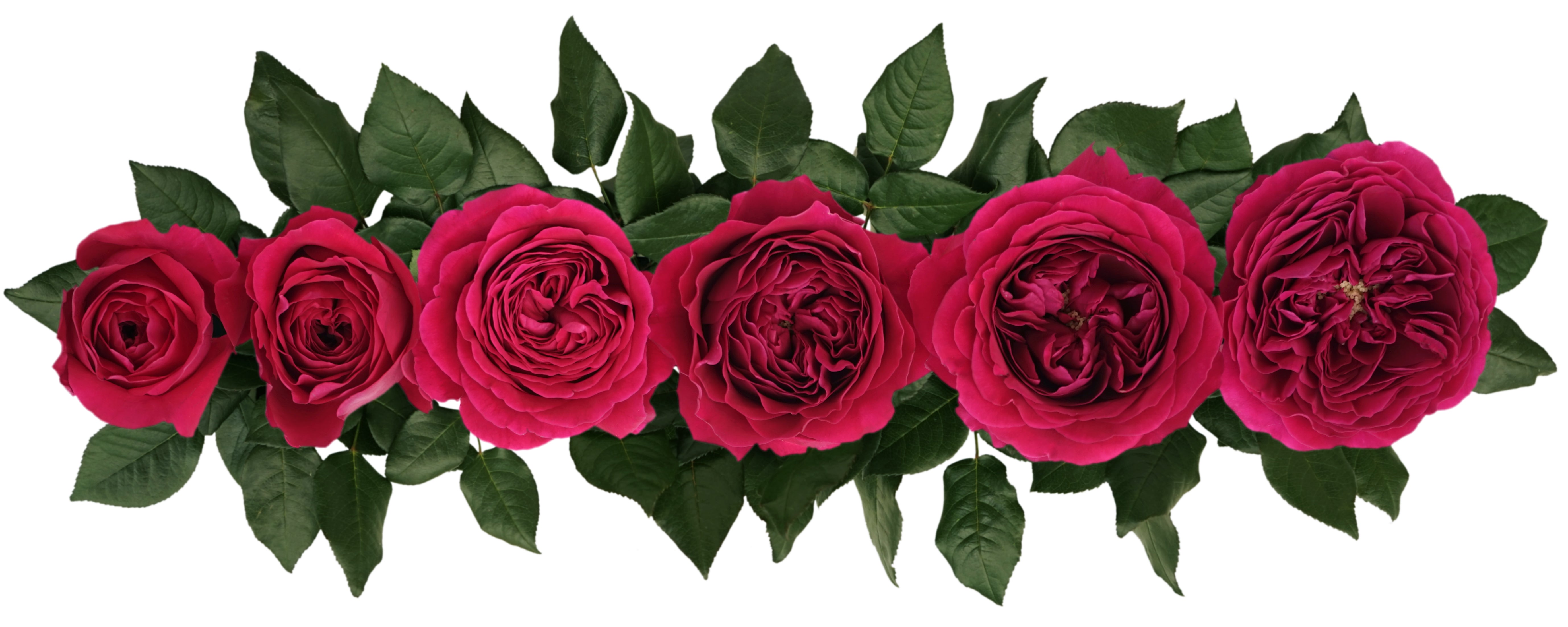 Darcey™ David Austin® Rose Bouquet For Sale At My Rose Shop 
