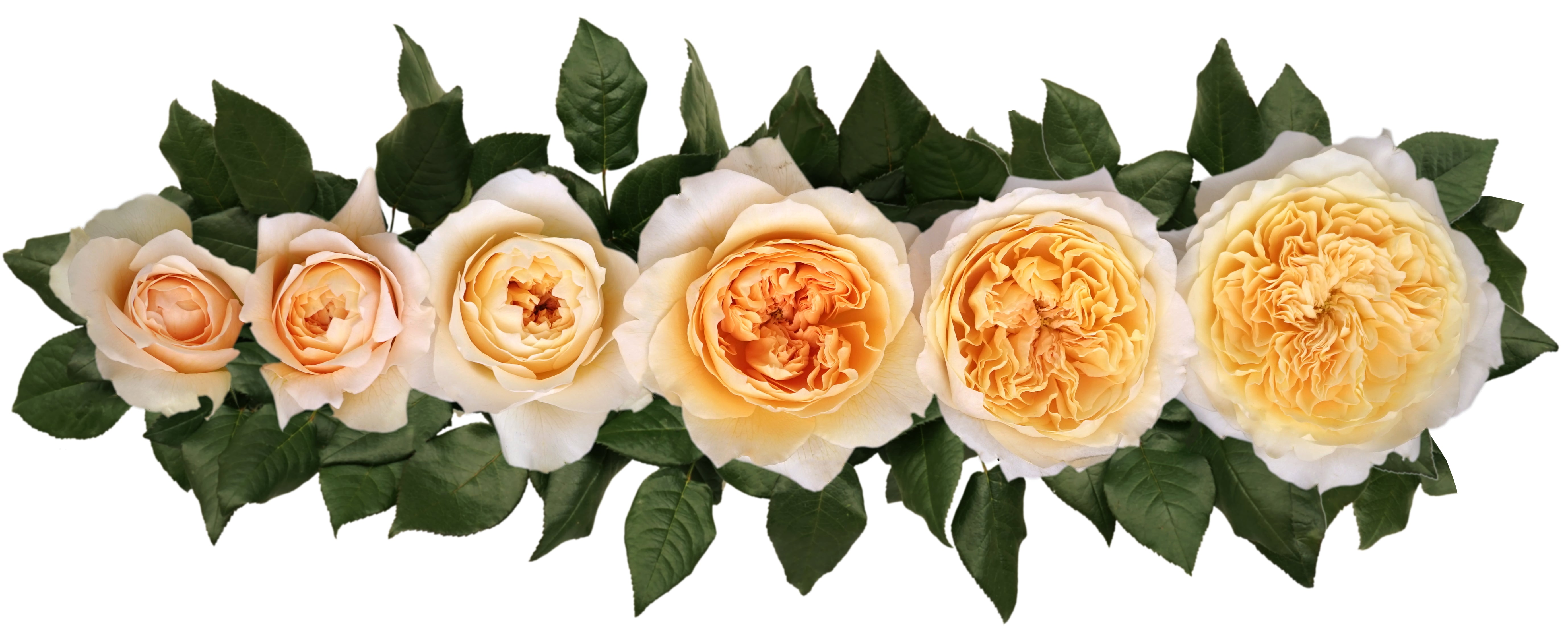 Effie™ David Austin® Rose Bouquet For Sale At My Rose Shop