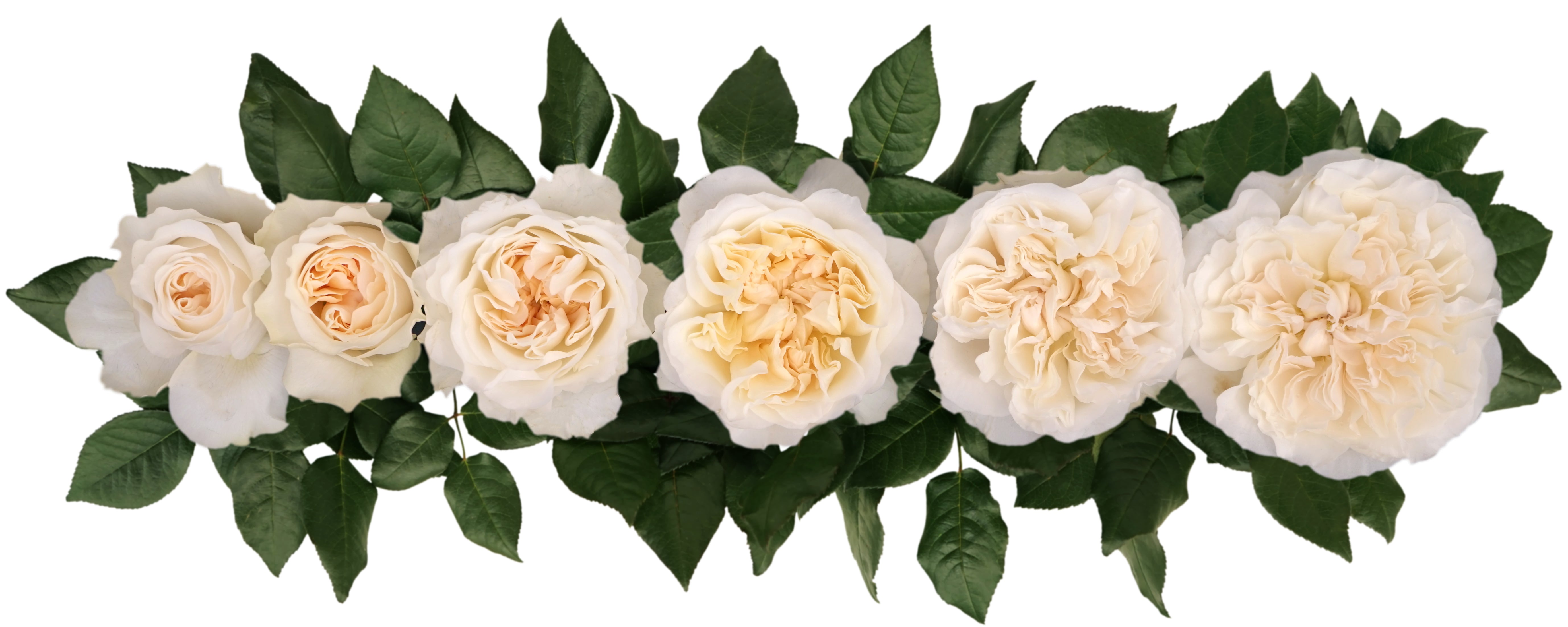 Eugenie™ David Austin® Rose Bouquet For Sale At My Rose Shop