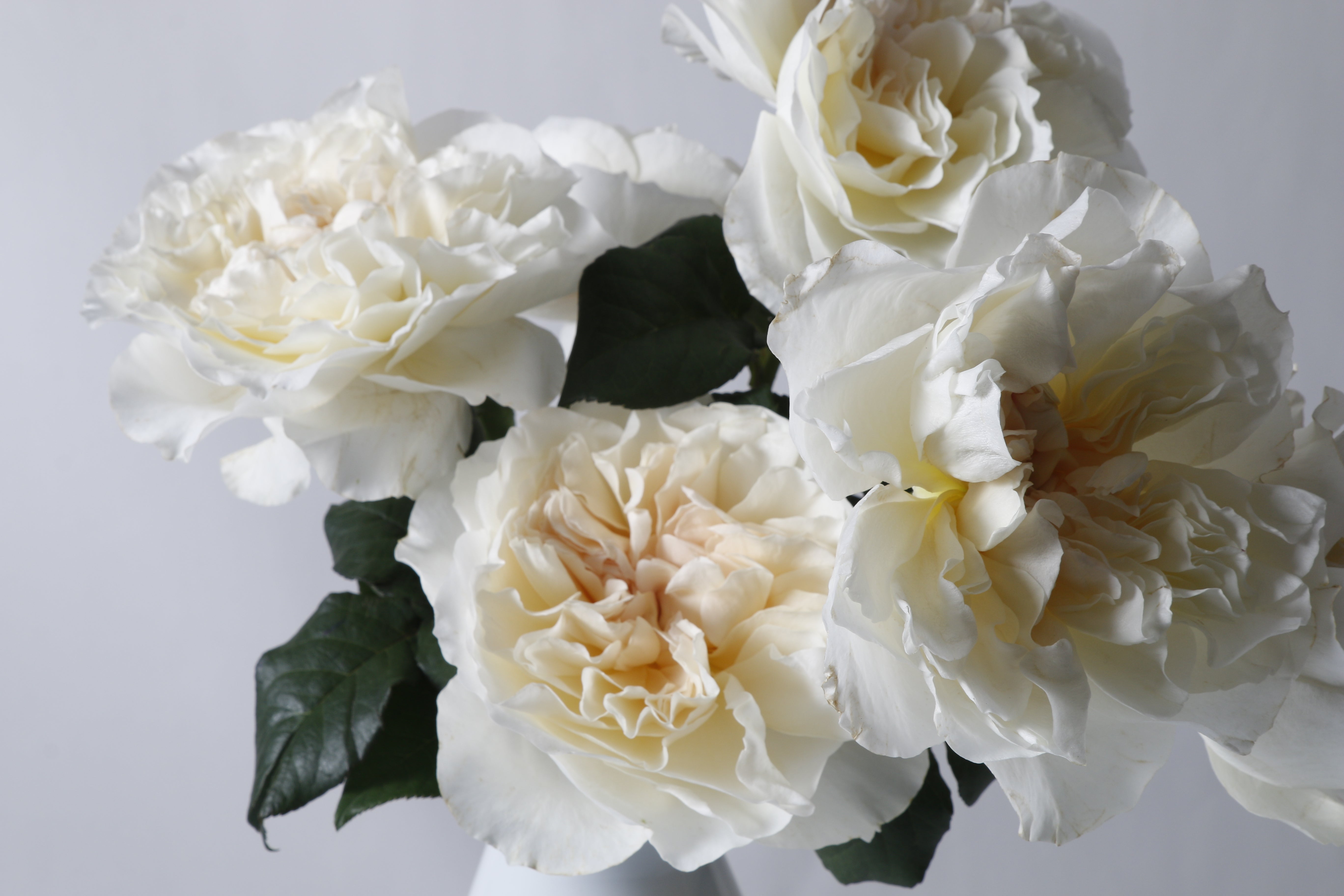 Eugenie™ David Austin® Rose Bouquet For Sale At My Rose Shop