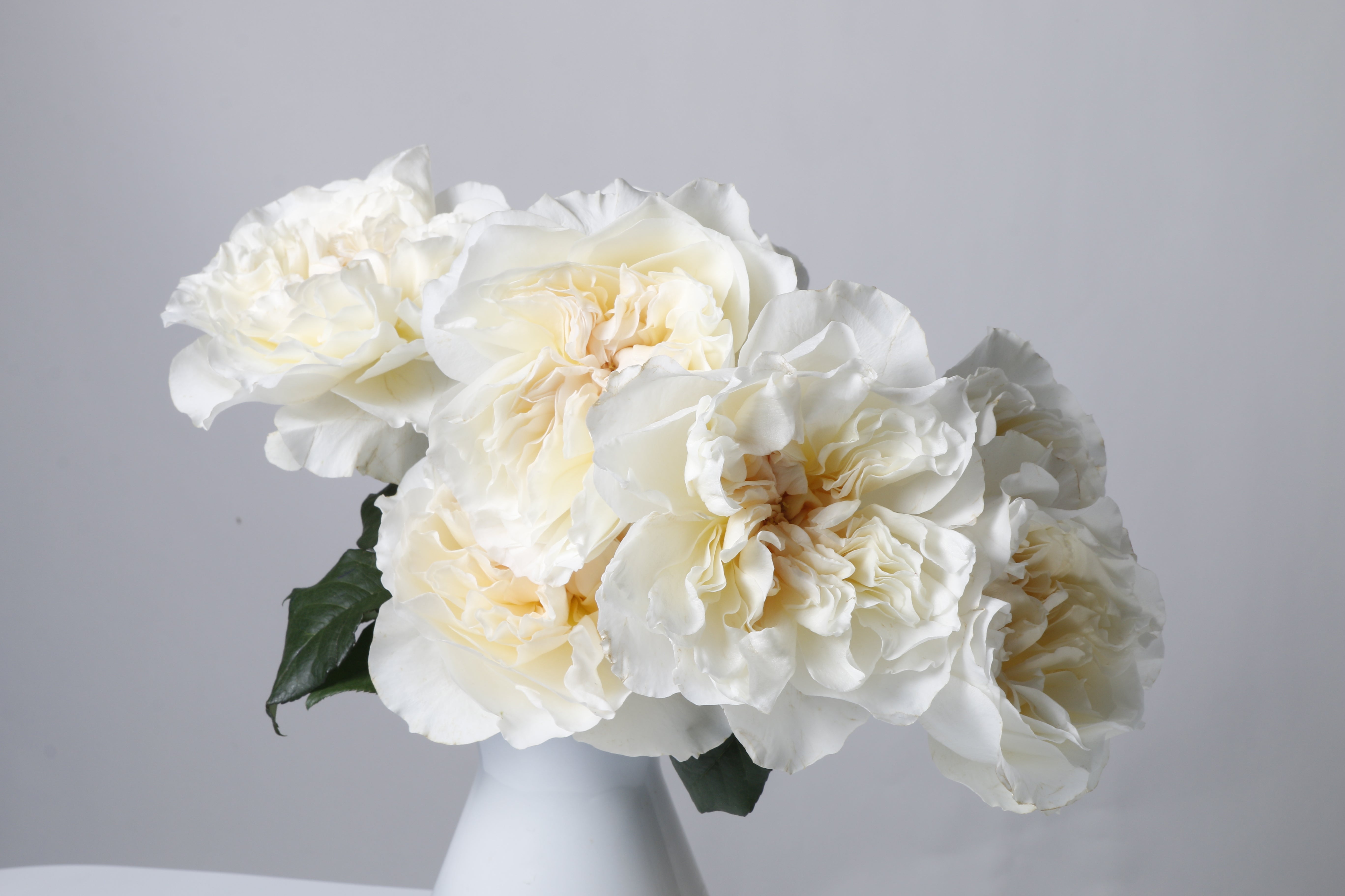 Eugenie™ David Austin® Rose Bouquet For Sale At My Rose Shop