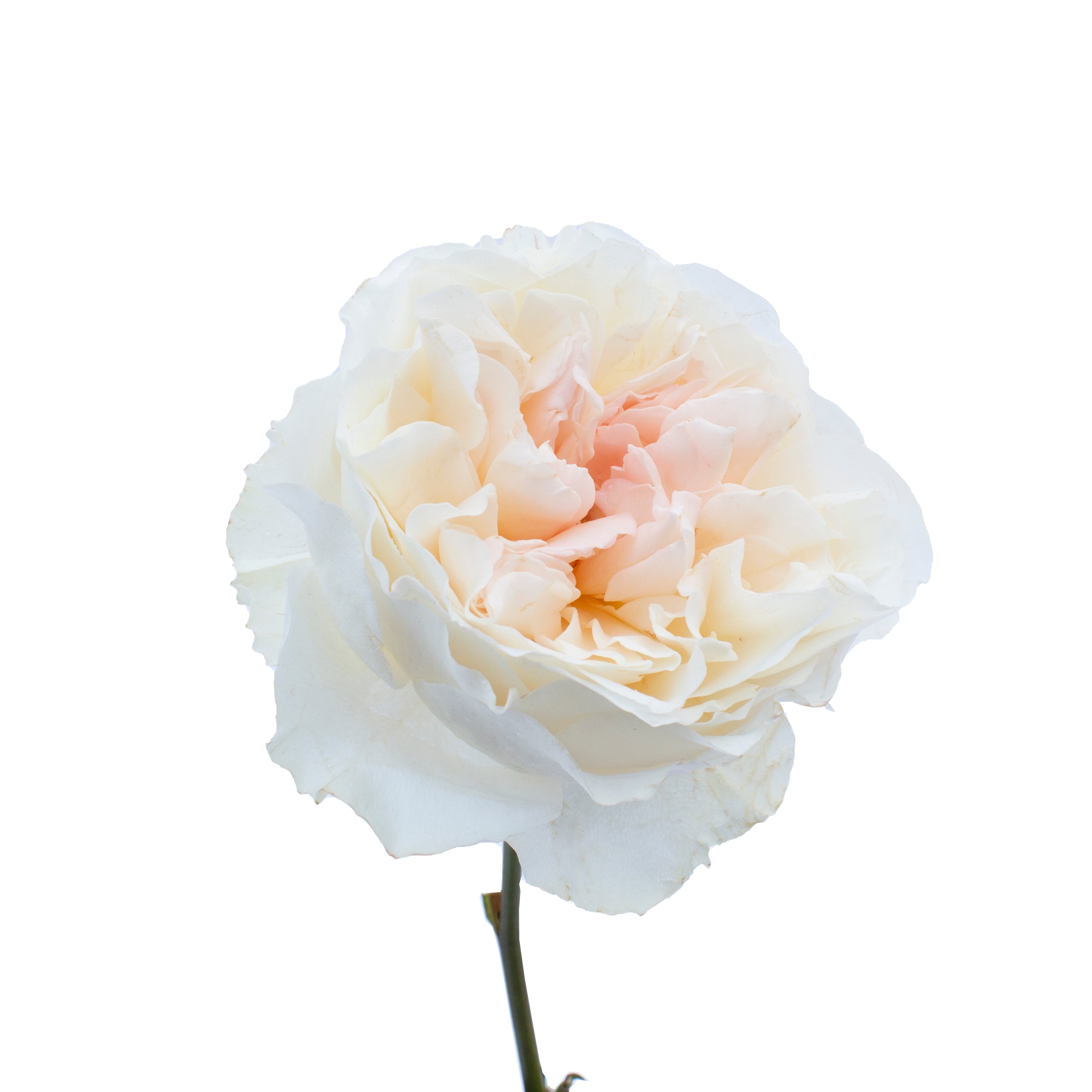 Eugenie™ David Austin® Rose Bouquet For Sale At My Rose Shop