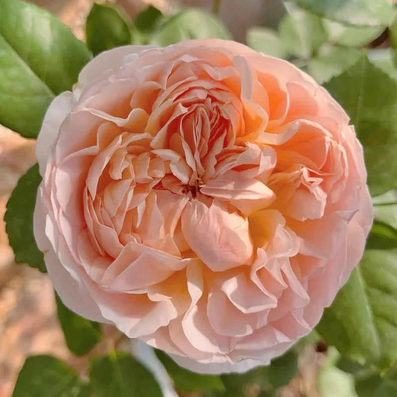 Evelyn® Rose Bush By David Austin® 3 Gallon For Sale By My Rose Shop