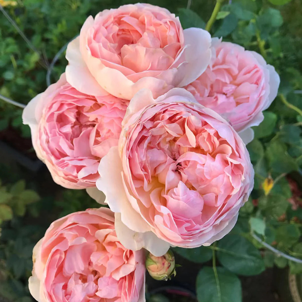 evelyn rose seeds Evelyn® Rose Bush By David Austin® 3 or 5 Gallon