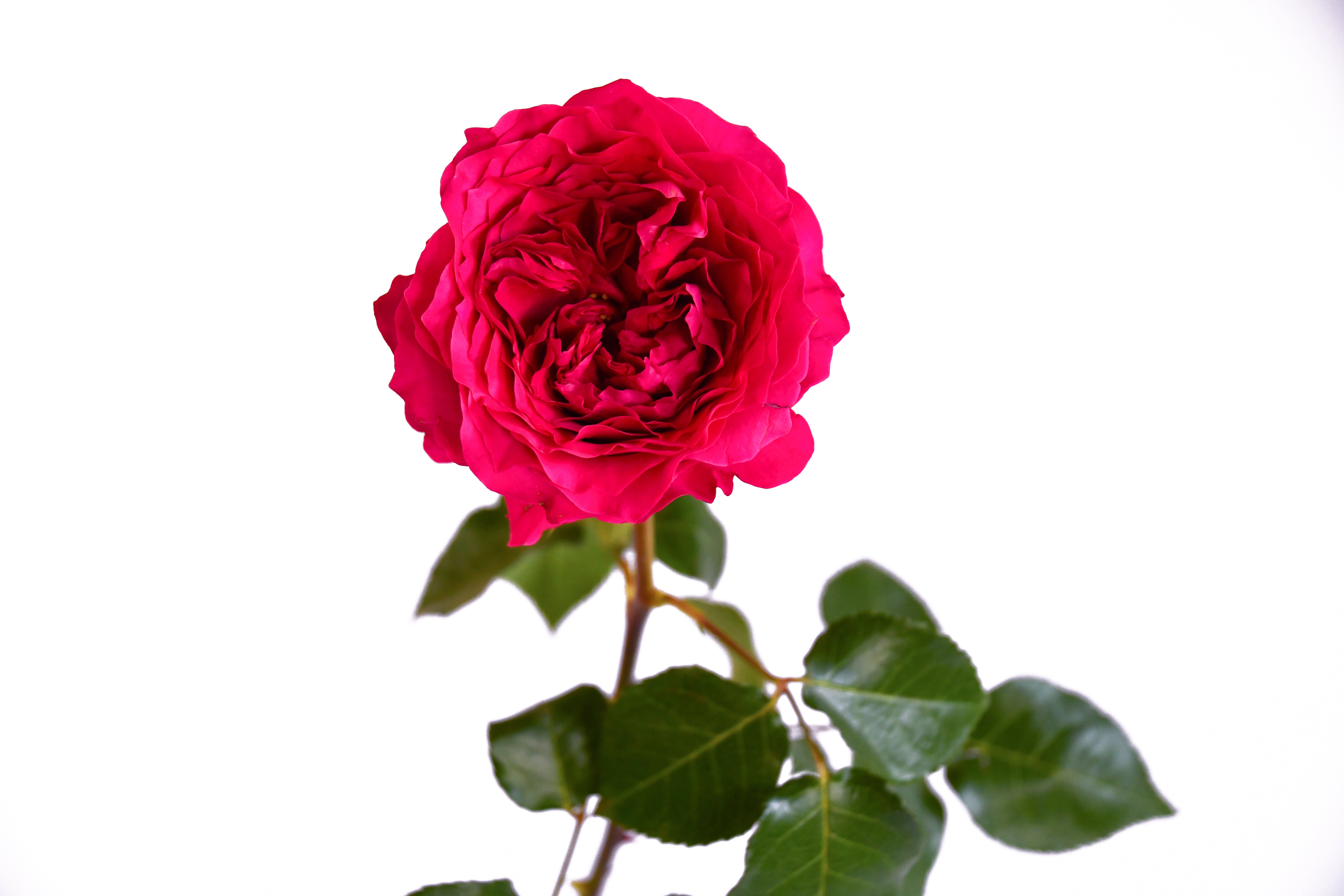 Hettie™ David Austin® Rose Bouquet For Sale At My Rose Shop