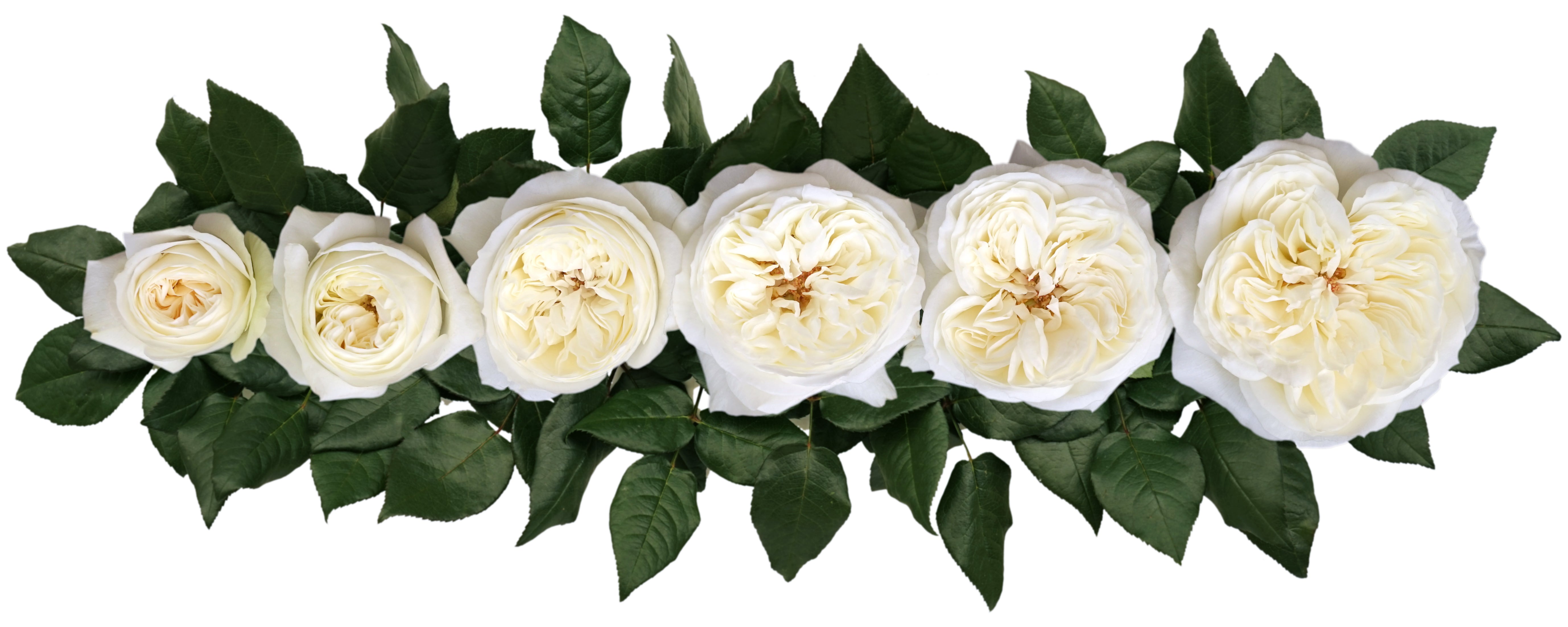Leonora™ David Austin® Rose Bouquet For Sale At My Rose Shop