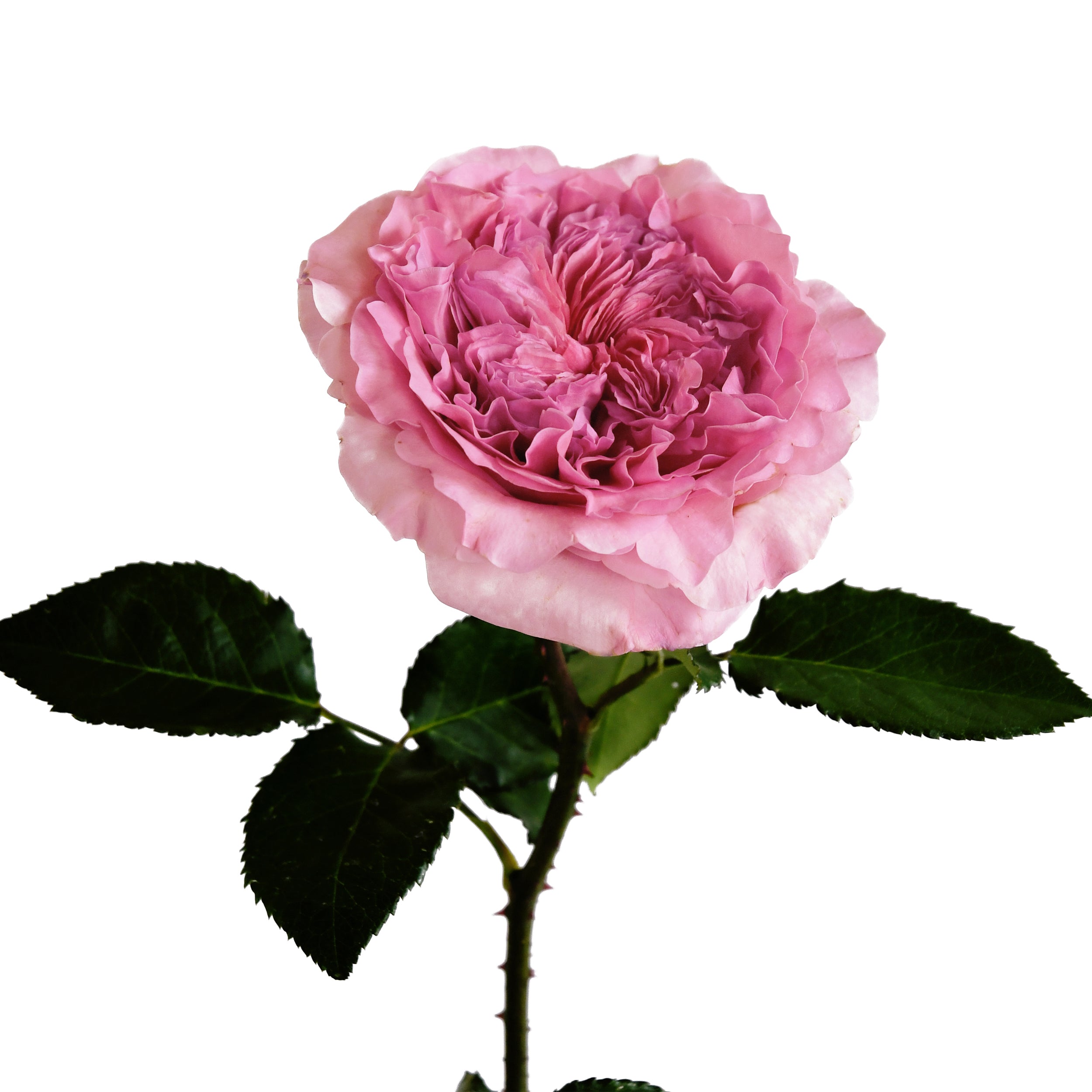 Millicent™ David Austin® Rose Bouquet For Sale At My Rose Shop