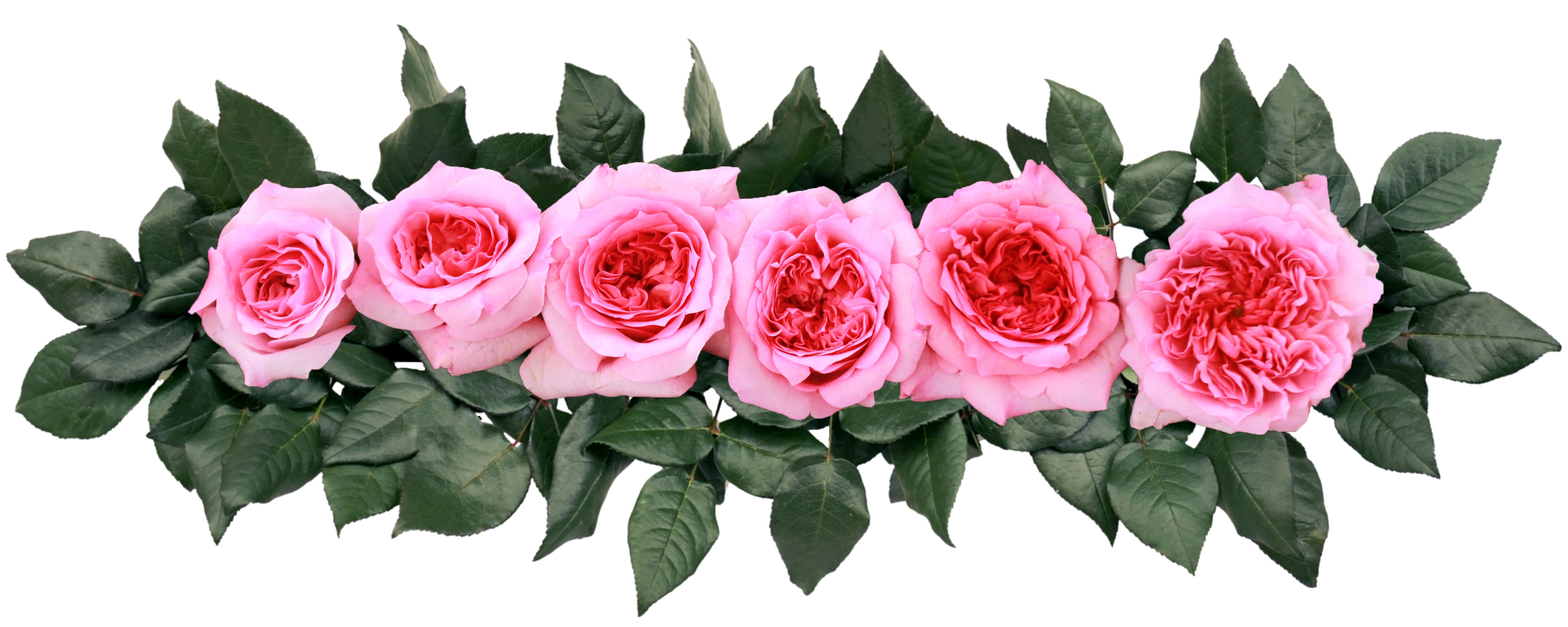 Millicent™ David Austin® Rose Bouquet For Sale At My Rose Shop