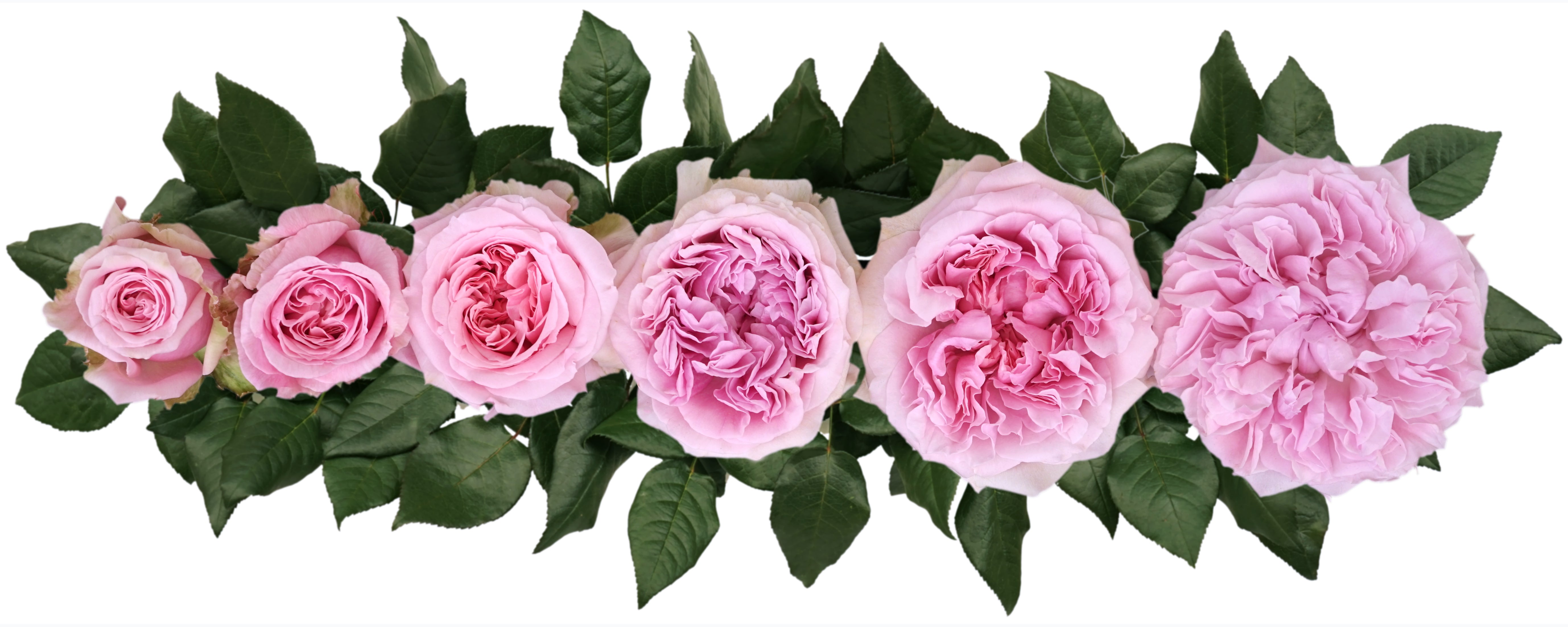 Miranda™ David Austin® Rose Bouquet for sale at My Rose Shop

