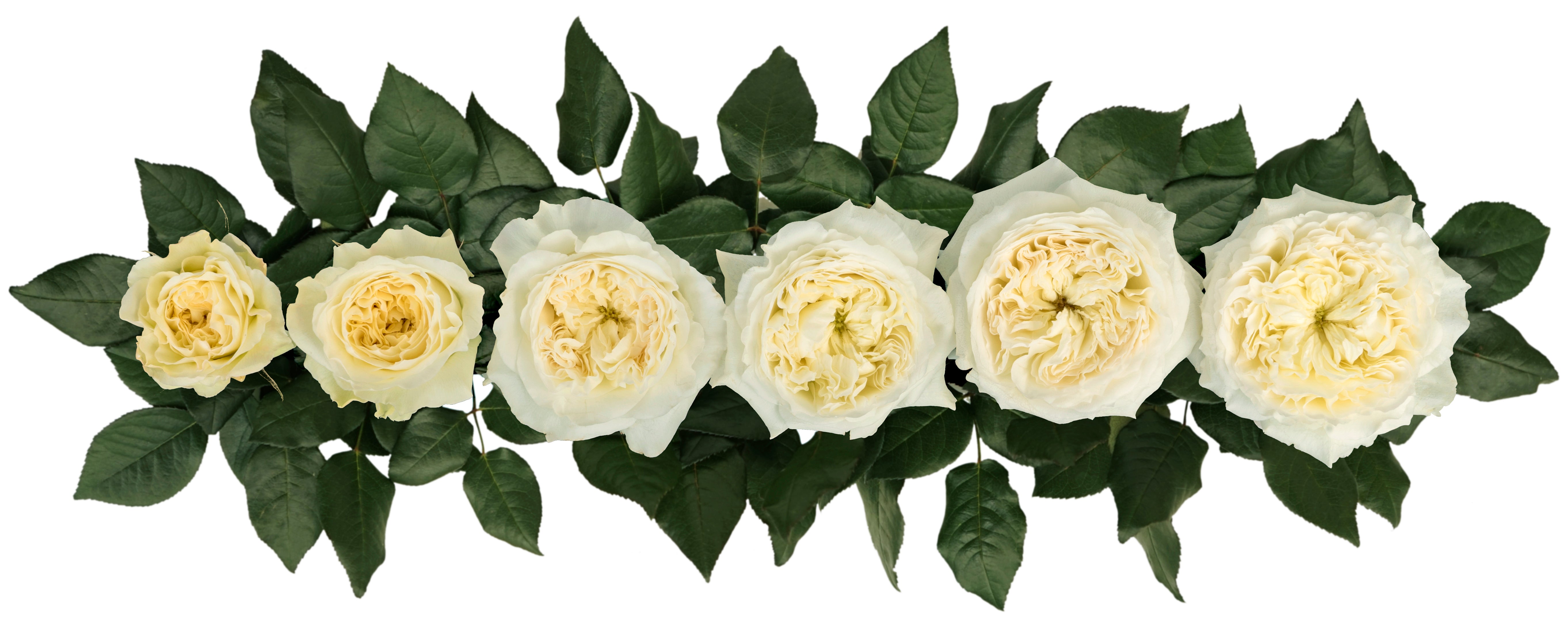 Patience™ David Austin® Rose Bouquet For Sale At My Rose Shop
