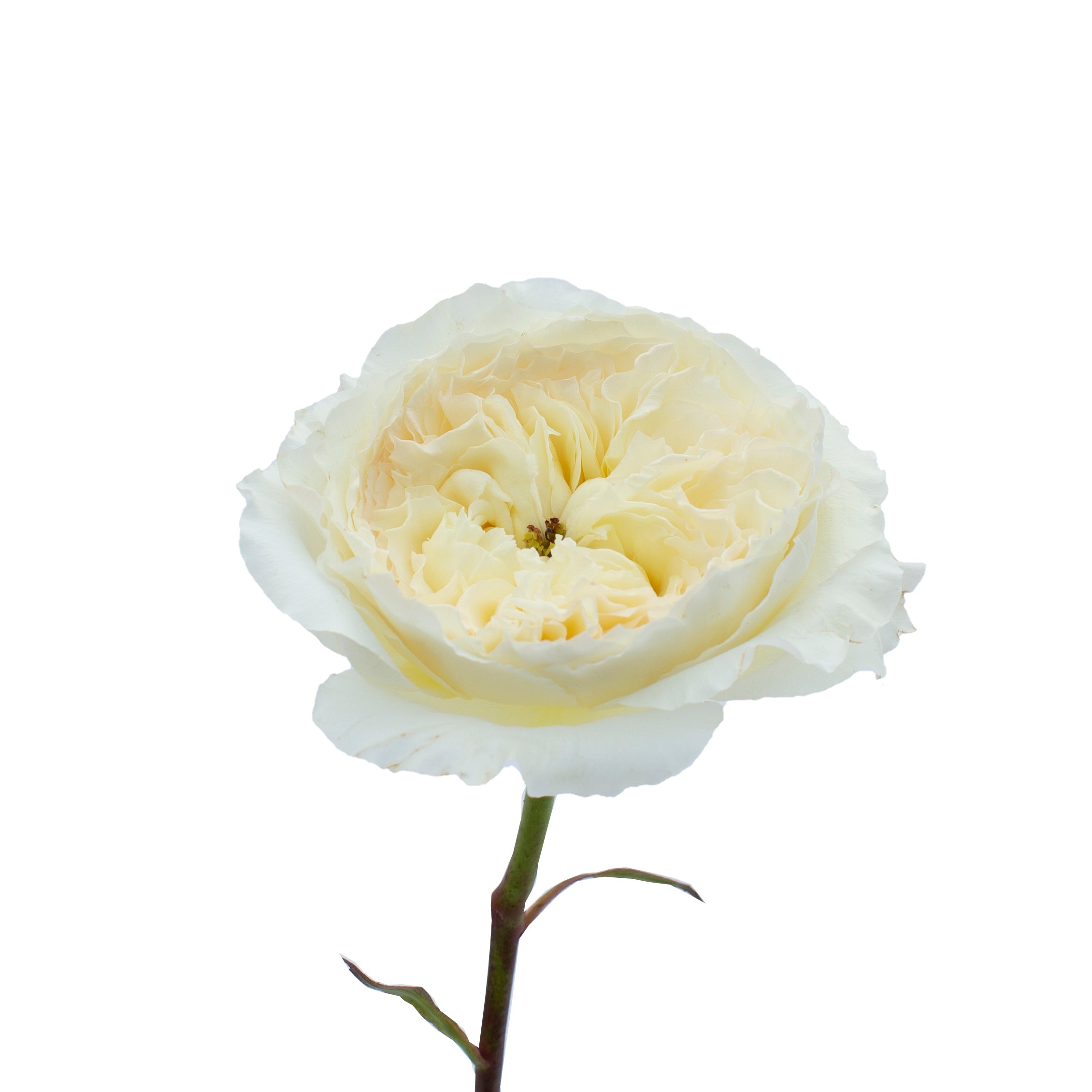 Patience™ David Austin® Rose Bouquet For Sale At My Rose Shop