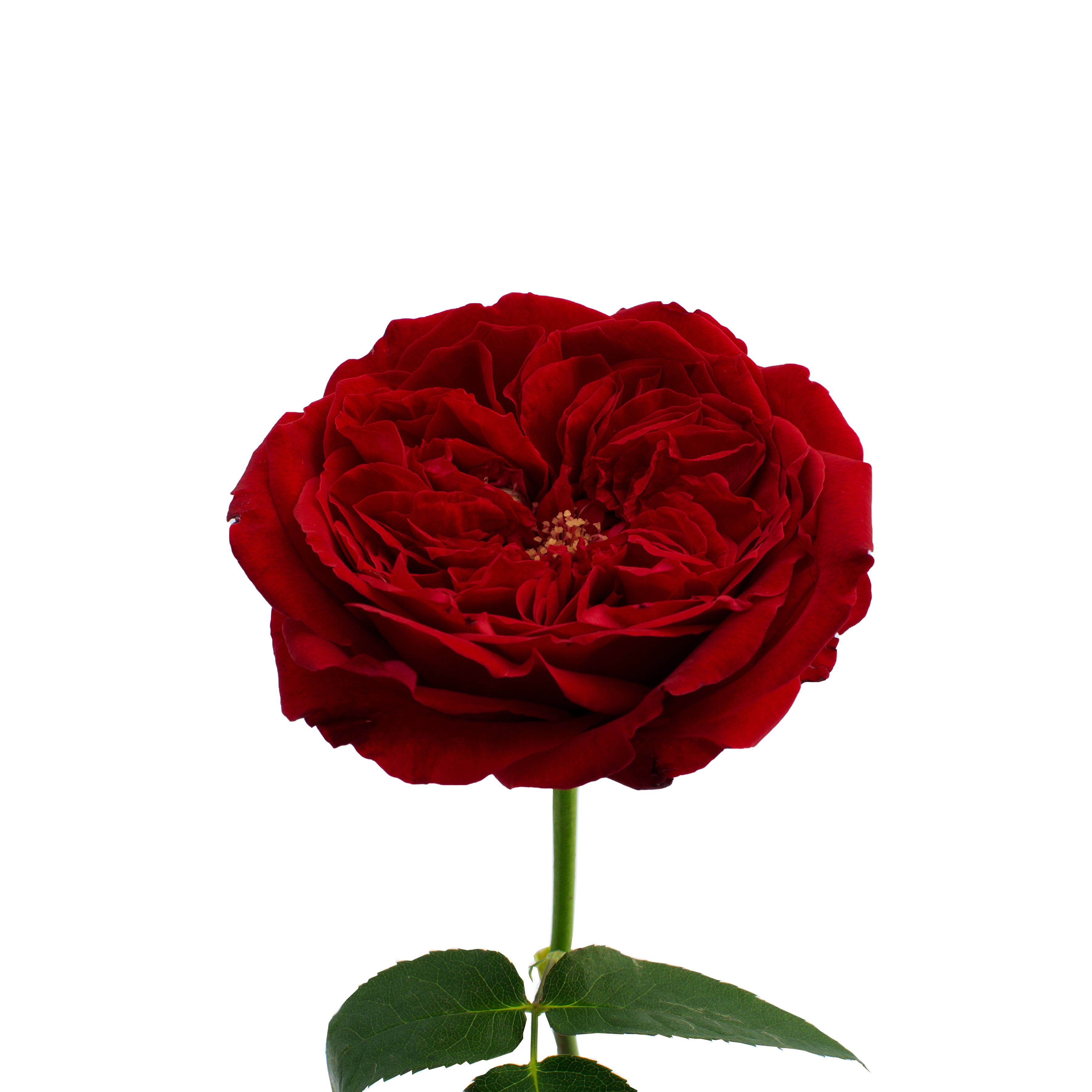 Tess™ David Austin® Rose Bouquet For Sale At My Rose Shop
