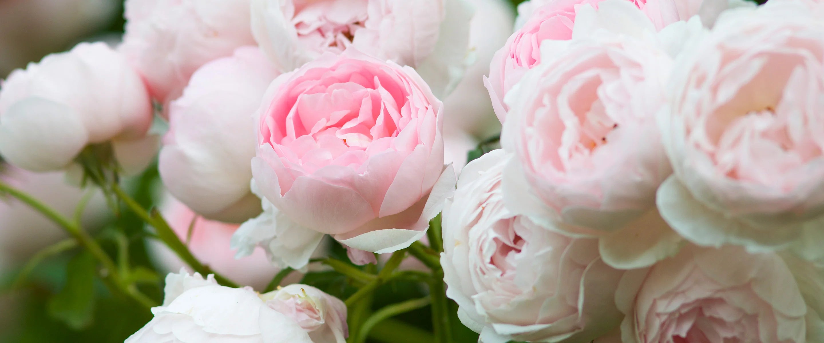 Scepter'd Isle® Rose Bush By David Austin® - 3 Gallon For Sale At My Rose Shop