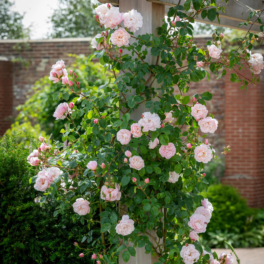 Generous Gardener® Rose Bush by David Austin in a 3 or 5-gallon container, showcasing lush green foliage and vibrant rose blooms.