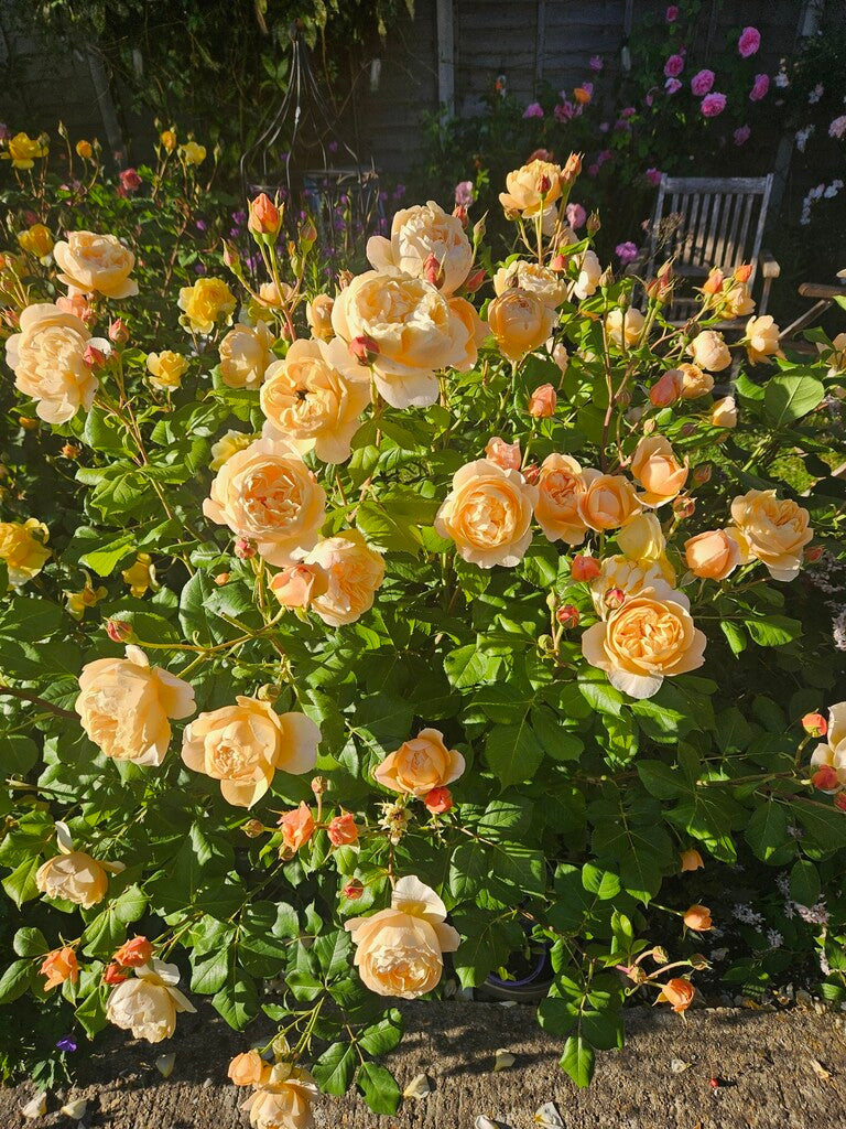 Roald Dahl® rose bush by David Austin® in 3 or 5 gallon size, featuring lush pink blooms and dense green foliage.
