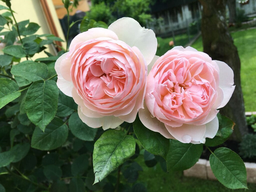 Gentle Hermione® rose bush by David Austin®, featuring lush pink blooms and green foliage in 3 or 5 gallon size.